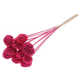 QC Bleached Atta Fruit on stick | Colour: Cherry-coloured | Custard Apple Pick | Length ± 50 centimetres | 10 picks per bunch