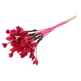 QC Bowl on stick | Colour: Cherry-coloured | Beech Nut Seed Pod Pick | Length ± 50 centimetres | 10 picks per bunch