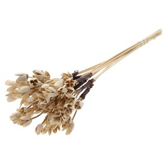 QC Bowls on stick | Colour: Bleached Natural | Beech Nut Seed Pod Pick | Length ± 50 centimetres | 10 picks per bunch