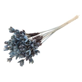 QC Bakuli on stick | Colour: Light blue | Beech nut seed pod pick | Length ± 50 centimetres | 10 picks per bunch