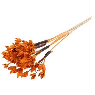 QC Bakuli on stick | Colour: Orange | Beech Nut Seed Pod Pick | Length ± 50 centimetres | 10 picks per bunch
