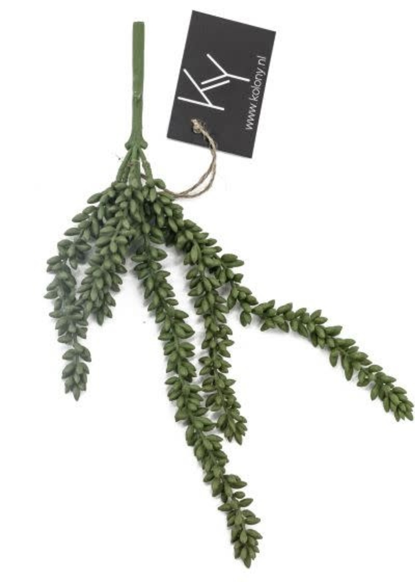 Kolony Erwtenplantje (nep)