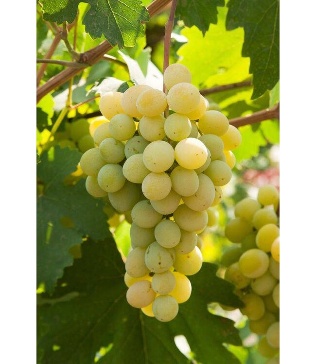 Daidone Malvasia Wijn Saus uit Sicilië, ambachtelijk bereid