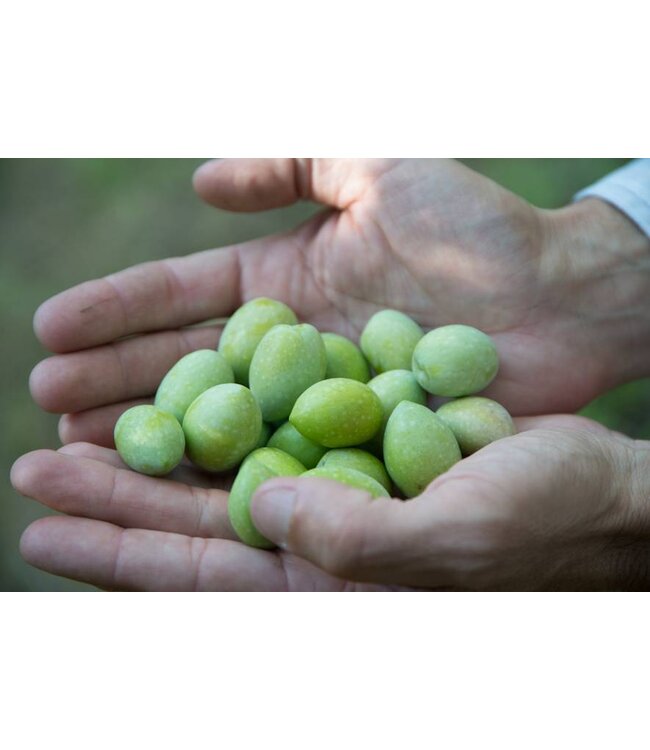 Daidone Tapenade van Siciliaanse Groene Olijven-Pate di olive verdi