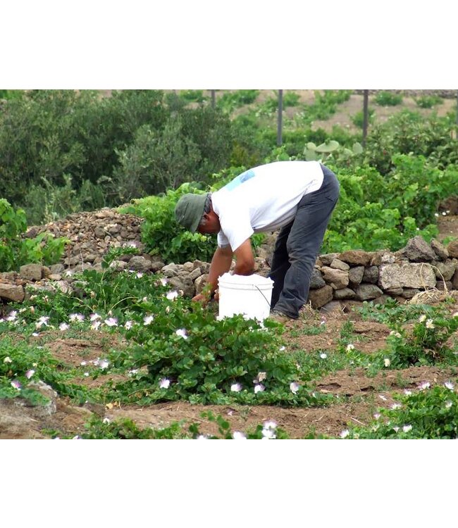 Daidone Cucunci: kapperappeltjes uit Sicilië