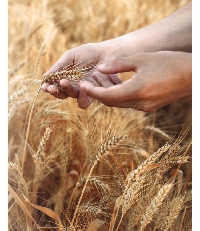 Pastificio del Colle Chiocciole Naif, gekleurde schelppasta uit Puglia