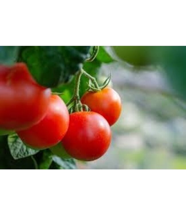 Campo d'oro tomatensaus met garnalen -  Sugo Gambero- uit Sicilie