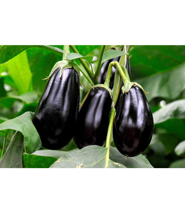 Campo d'oro Caponata di Melanzane uit Sicilië