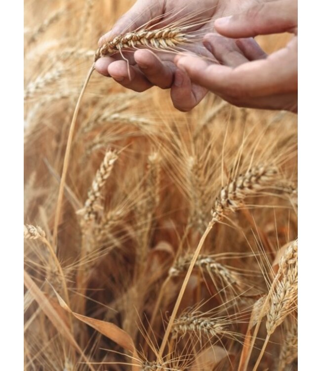 Pastificio del Colle Tagliolini tomatenpasta, Tagliolini Pomodoro