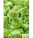 Antica Torroneria Piemontese Chocoladetruffels pistache - Tartufo Pistacchio- per 10 verpakt