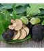 Verse herfsttruffel-sortering 14 gram alleen af te halen in Vianen