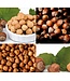 Nocciole d’Elite Hazelnoot chocoladepasta uit Piemonte IGP