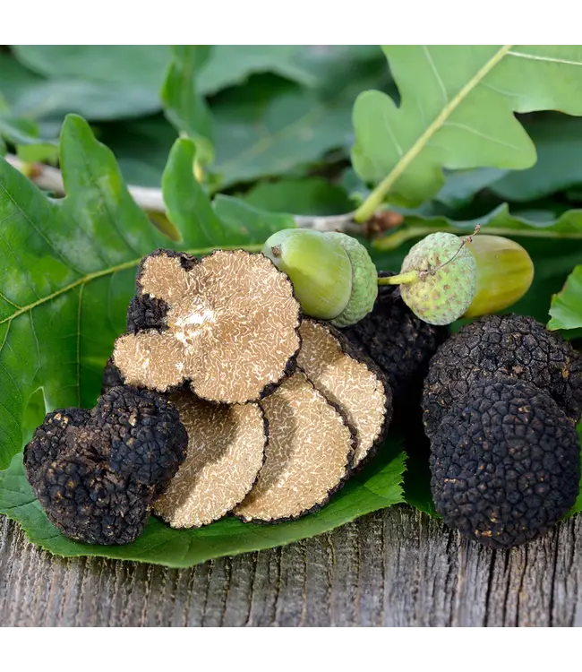 Verse wintertruffel-sortering 18 gram alleen af te halen in Vianen