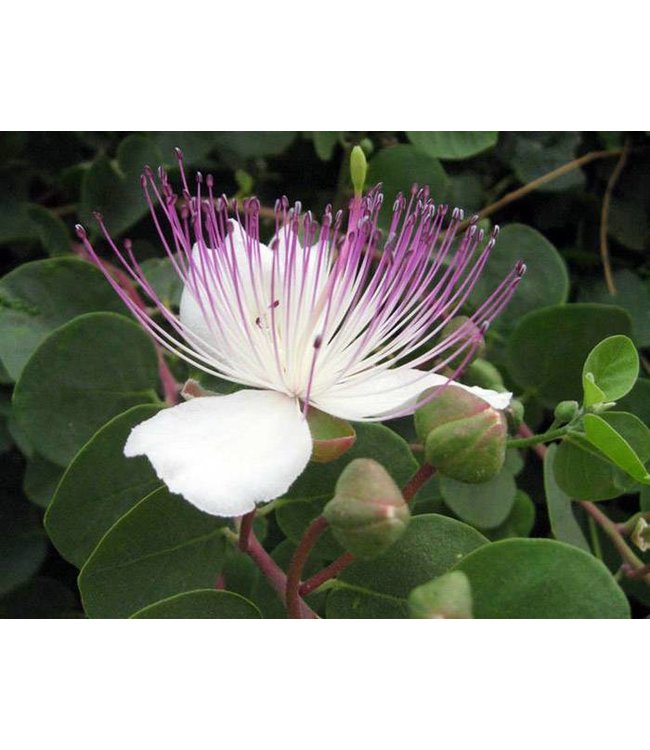 Daidone Gezouten Siciliaanse kappertjes uit Sicilië 200 gram