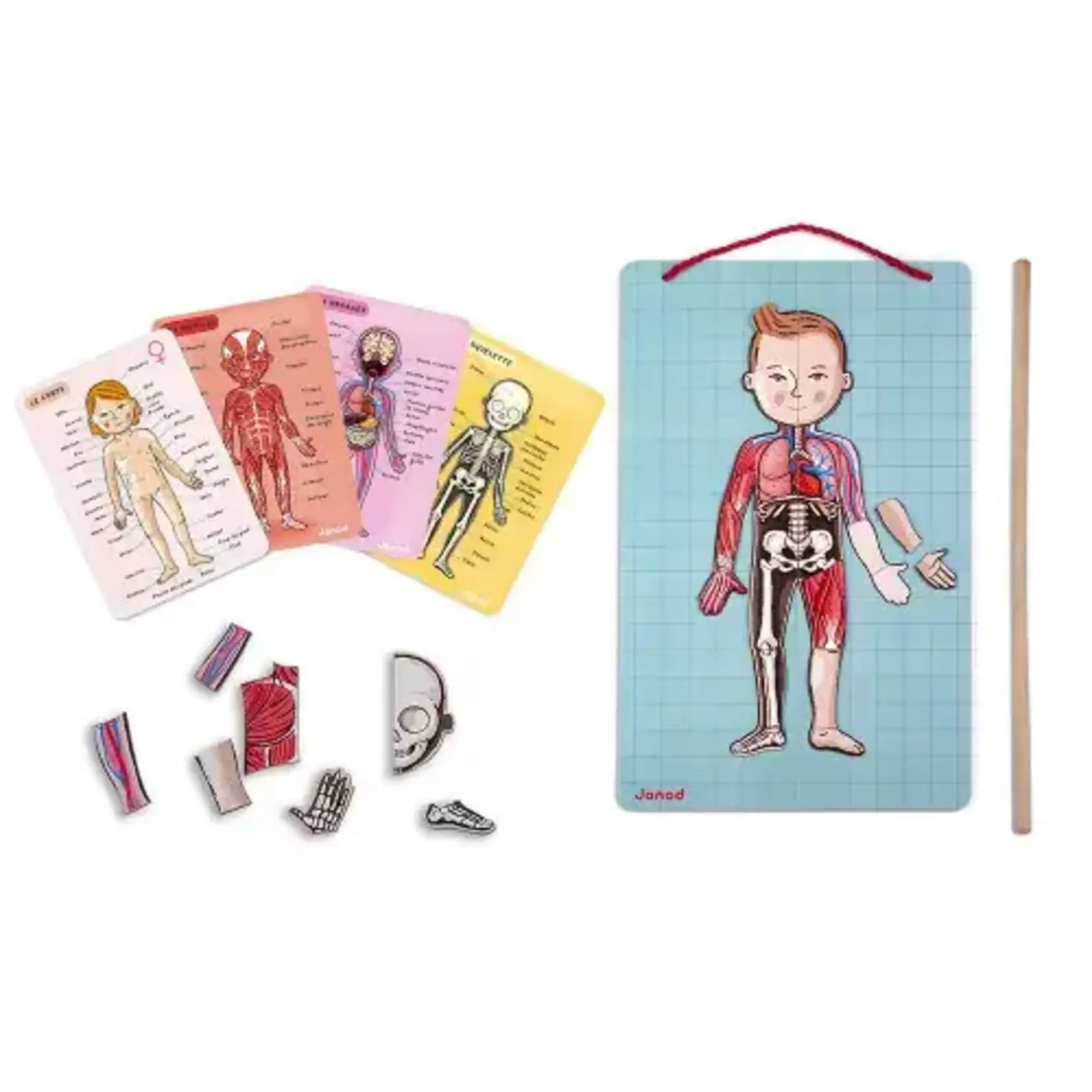 Janod Janod - body magnet - anatomie