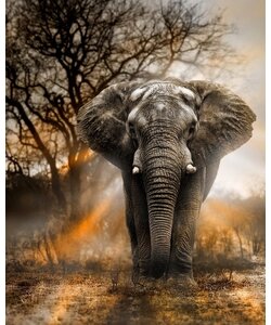 Diamond Painting Olifant in schemer - 40x50 cm - Ronde steentjes inclusief tools