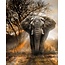 Diamond Painting Olifant in schemer - 40x50 cm - Ronde steentjes inclusief tools