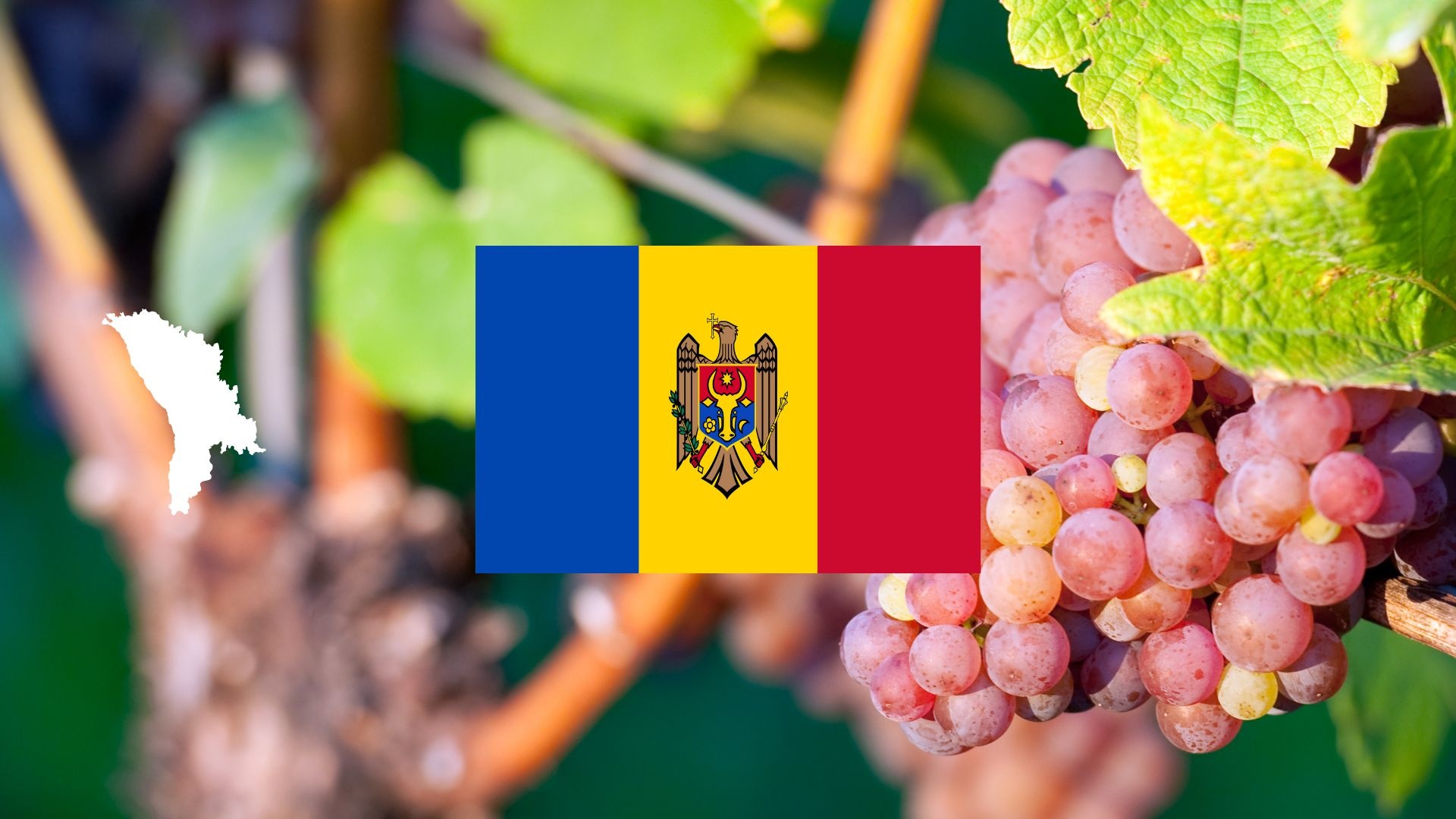 Moldavische rosé – frisse pinot gris blush uit Ștefan Vodă