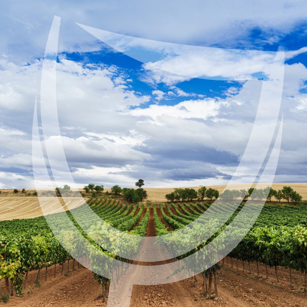 Rode wijn uit Ribera del Duero