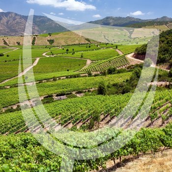 Colchagua Valley