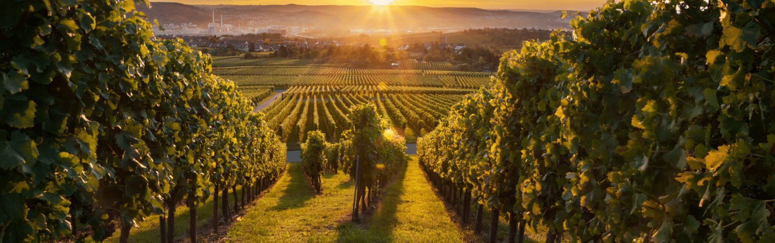Wijngaarden van Tenuta Gaggino