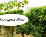 6 mei - International Sauvignon Day