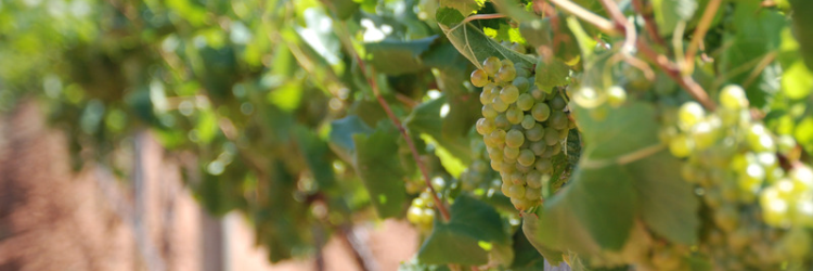 Sauvignon Blanc in Stellenbosch Zuid-Afrika