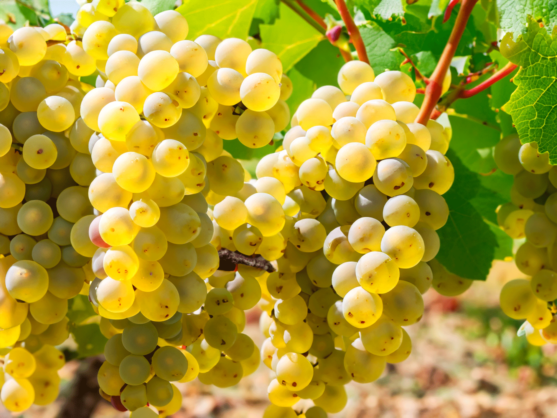 marsanne