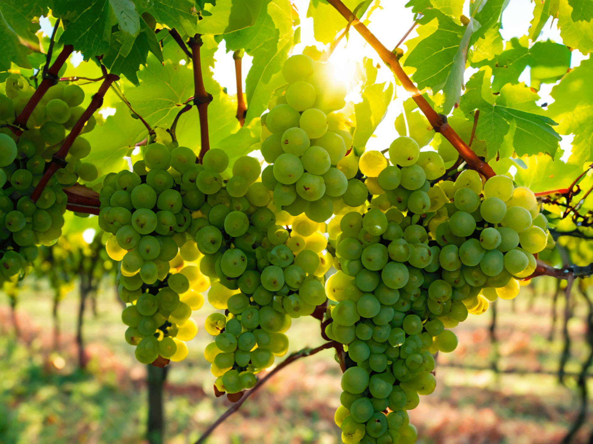 semillon