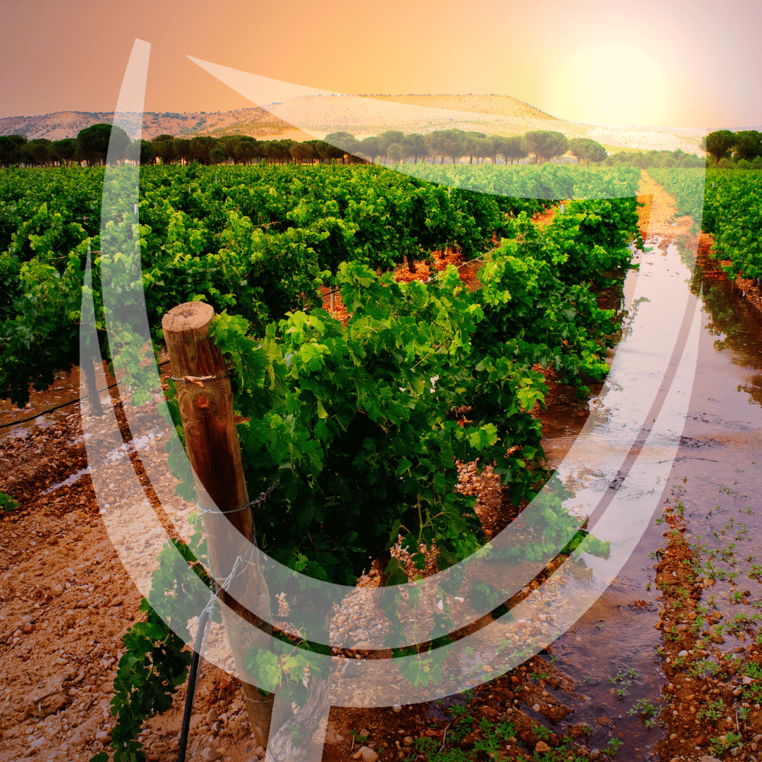 Witte wijn uit Ribeira del Duero