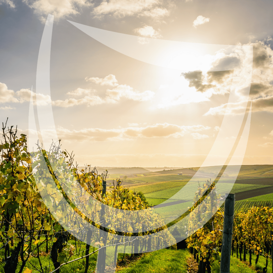 Witte Wijn Uit Ștefan Vodă