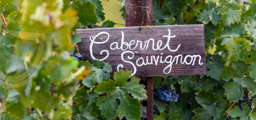 Cabernet Sauvignon: bekend van Bordeaux tot Australië