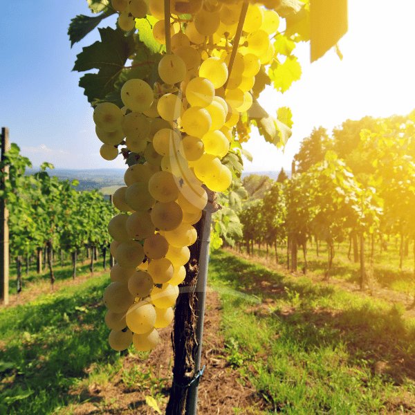 Petit manseng: wit druivenras uit Zuid-West Frankrijk