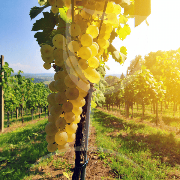 alvarinho