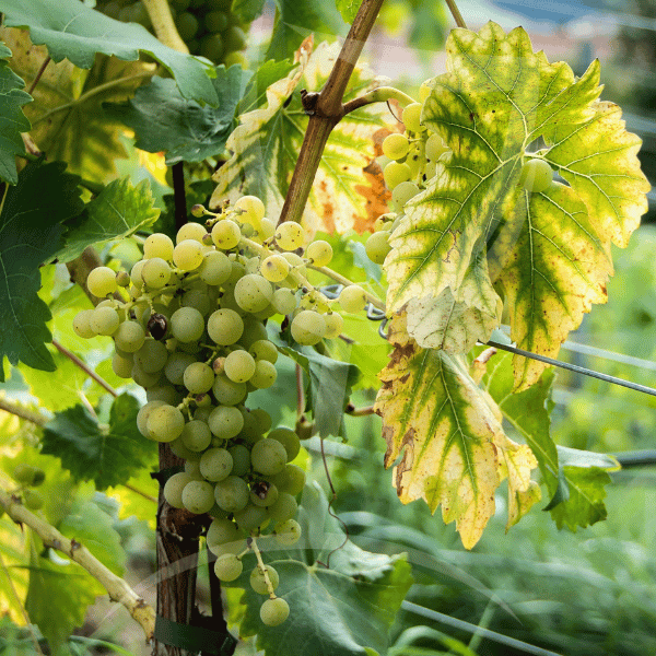 Vermentino – Mediterraans, Fris & Verleidelijk