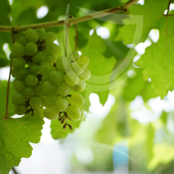 fiano