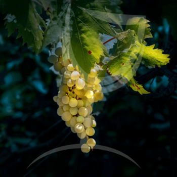 grenache blanc