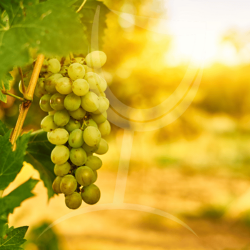 malvasia bianco