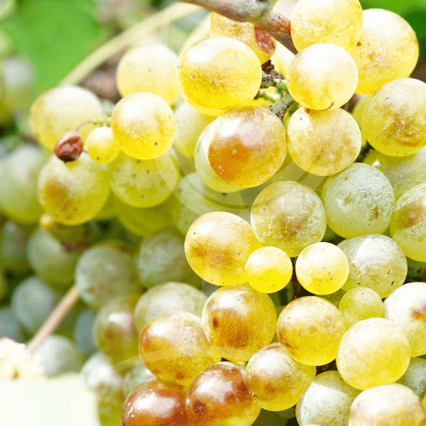 Moscato – De Koningin Van De Muskaat Druiven