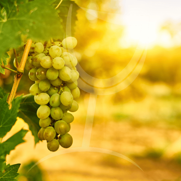 Parellada – Catalaanse witte variëteit voor frisse cava’s