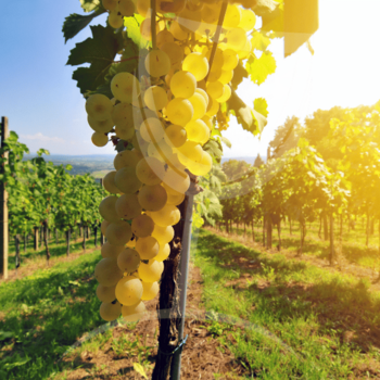pinot blanc
