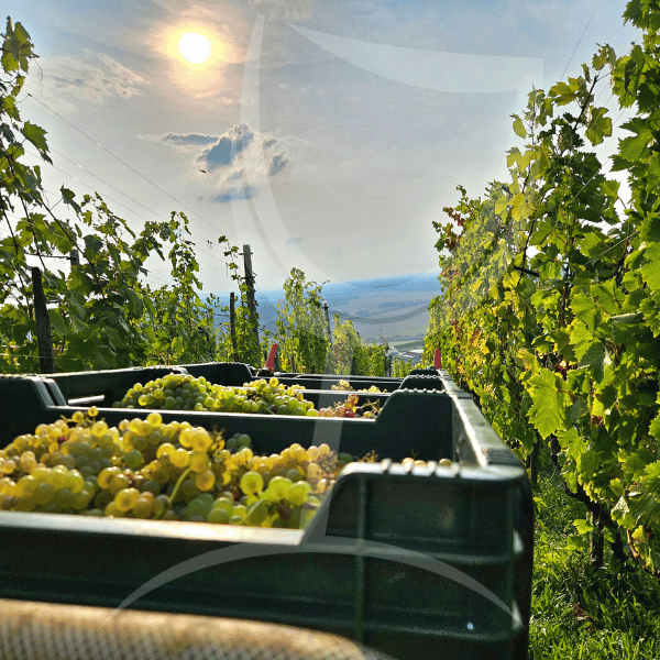 viognier