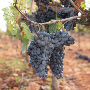 grenache