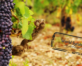Syrah (shiraz): krachtige wereldspeler met karakter!