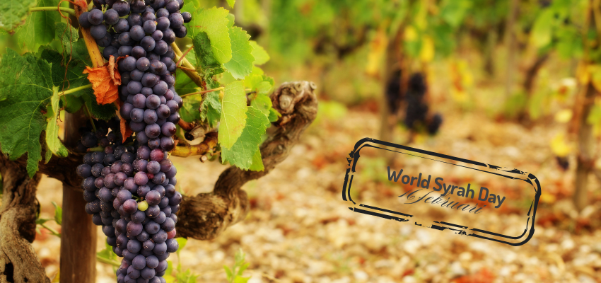 Syrah (shiraz): krachtige wereldspeler met karakter!