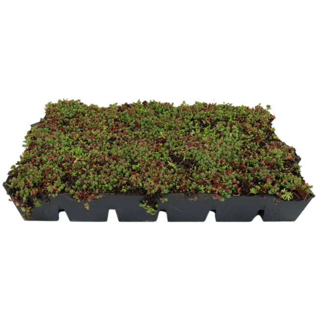 Sedumcassette per M2