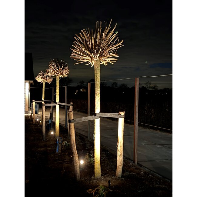 LED Prikspot 3W DC12V