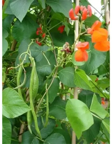 De Zaderij Biologische Janumer boon