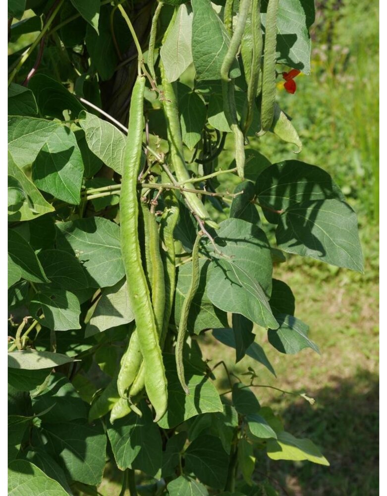 De Zaderij Biologische Janumer boon