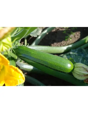 De Zaderij Biologische Courgette Mutabile De Zaderij Biologische Courgette Mutabile